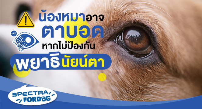 น้องหมาอาจตาบอด หากไม่ป้องกันพยาธินัยน์ตา